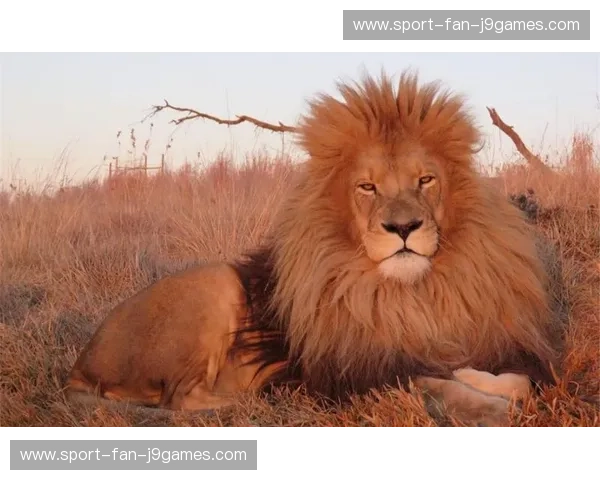 巅峰对决：当“省府大帅”遇上“伊比利亚雄狮”，奥伊金斯与西联合的绿茵博弈